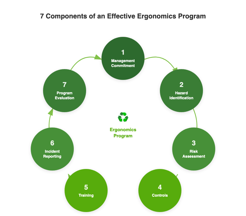 Ergonomics program cycle diagram showing 7 components: management commitment, hazard identification, risk assessment, controls, training, incident reporting, and program evaluation